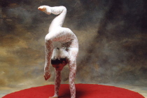 Solo de Contorsion - Séverine Bellini