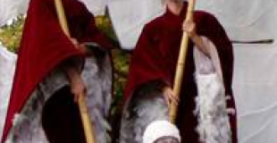 Les velours emplumés