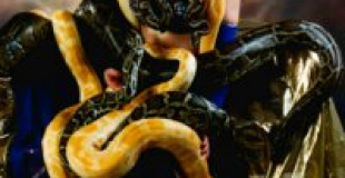 Charmeuse de serpents