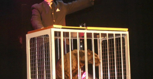 Magie avec animaux et grandes illusions