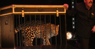 Magie avec animaux et grandes illusions