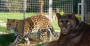 Magie avec animaux et grandes illusions