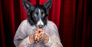 Voler dans les plumes (photo : D.Pallagès)